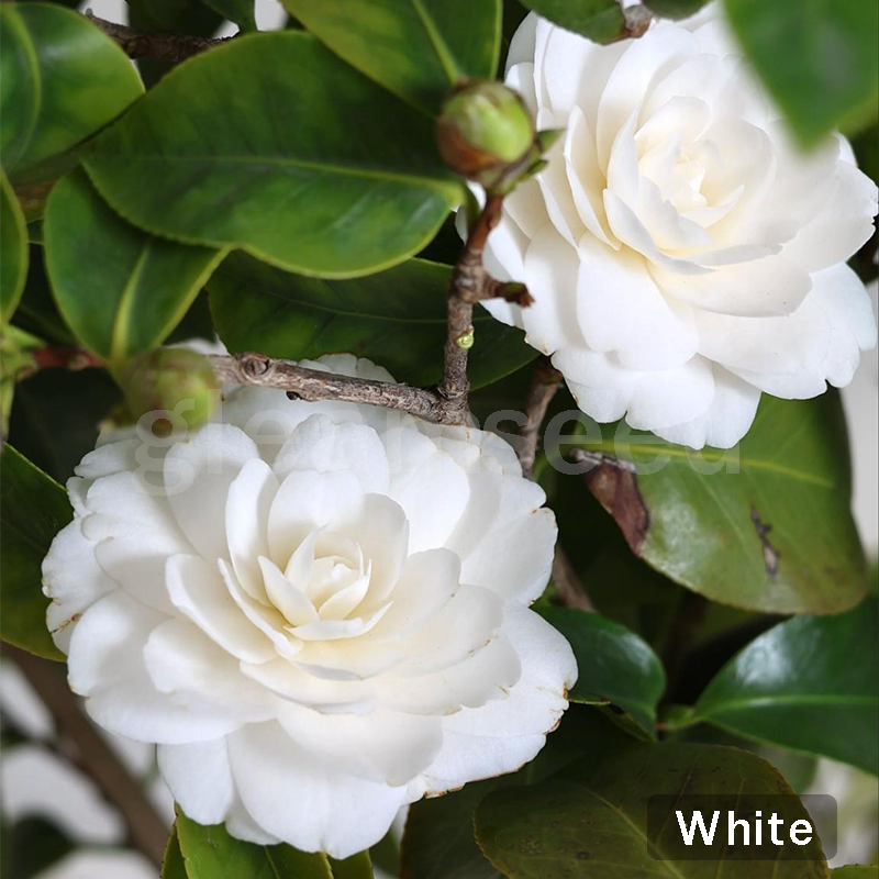 ✨Kamelijų sėklos – 8 romantiškos spalvos, žiemos žydėjimo grožis-LT