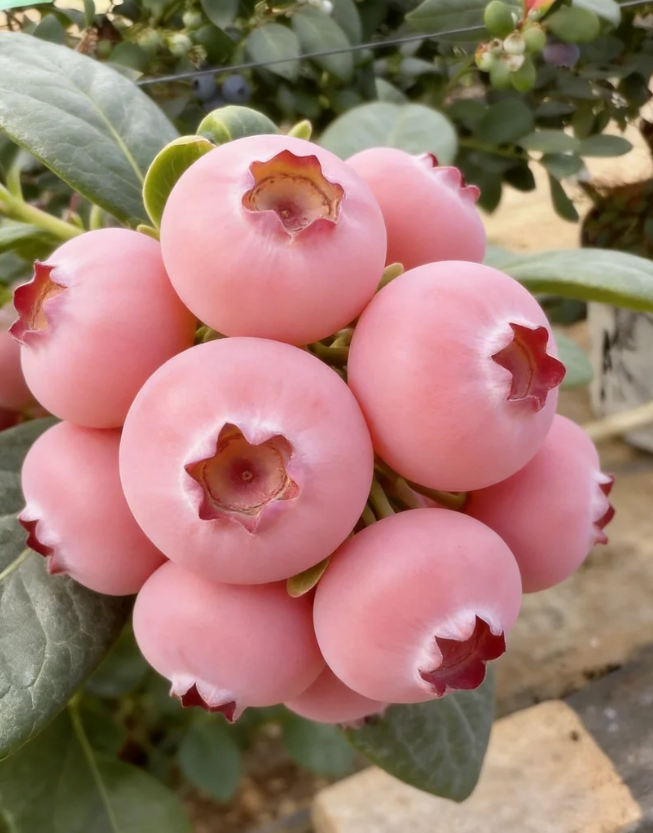 Sjemenke borovnice Pink Bliss – Dvostruka slatkoća-HR