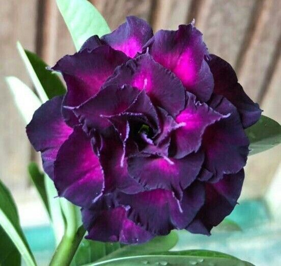 🔥Vzgojite puščavsko kraljico – zdaj po znižani ceni!🎁 😍Rada cveti, dolgo cveti 🌵 Puščavska vrtnica-SI