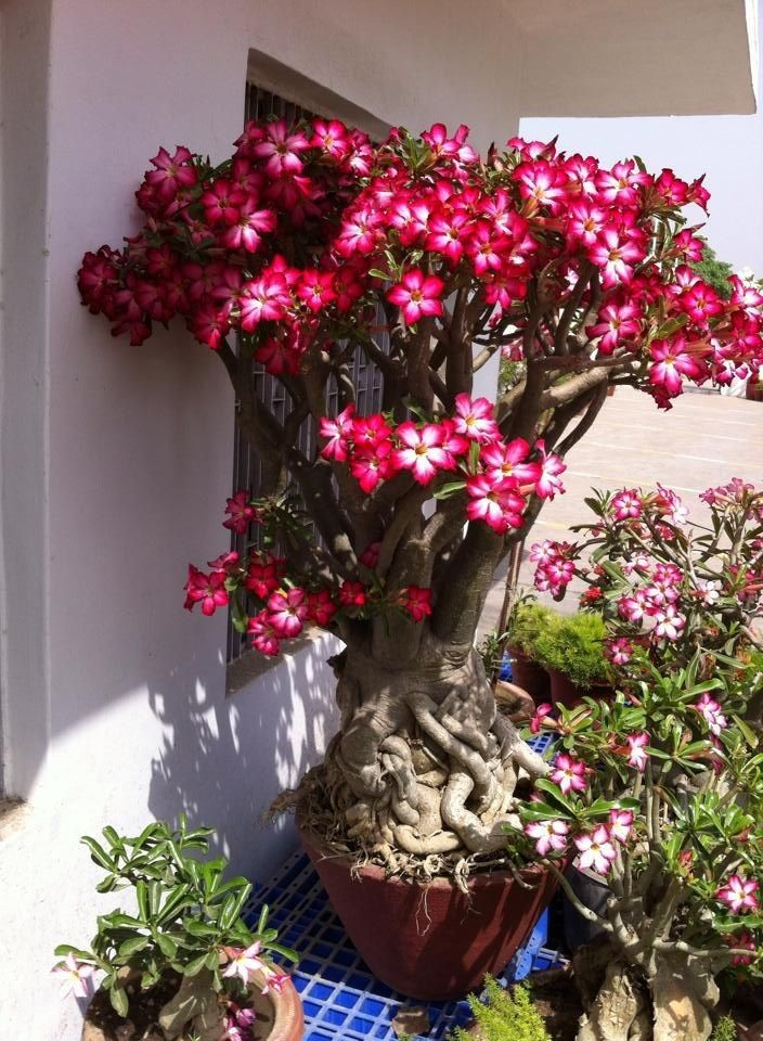 🔥Vzgojite puščavsko kraljico – zdaj po znižani ceni!🎁 😍Rada cveti, dolgo cveti 🌵 Puščavska vrtnica-SI