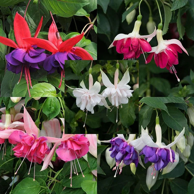 🌺Semena fuksije - cvet svetilke-SI
