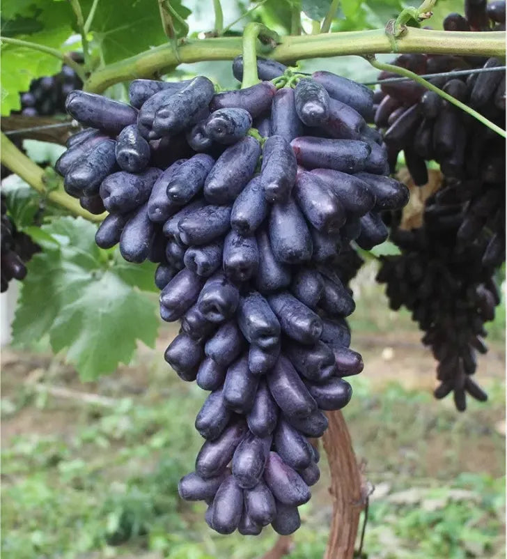 🔥 ZADNJI DAN PROMOCIJA 30% POPUSTA 💜 Sladko safirno grozdje (redke prstne sorte grozdja) 🍇-SI
