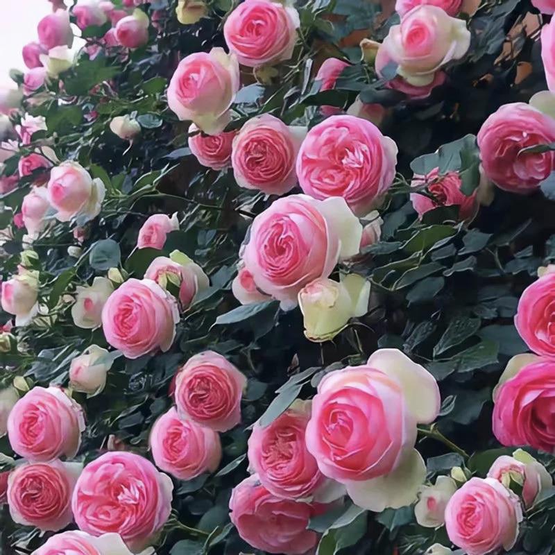 🌺 Laipiojančios rožių sėklos-LT