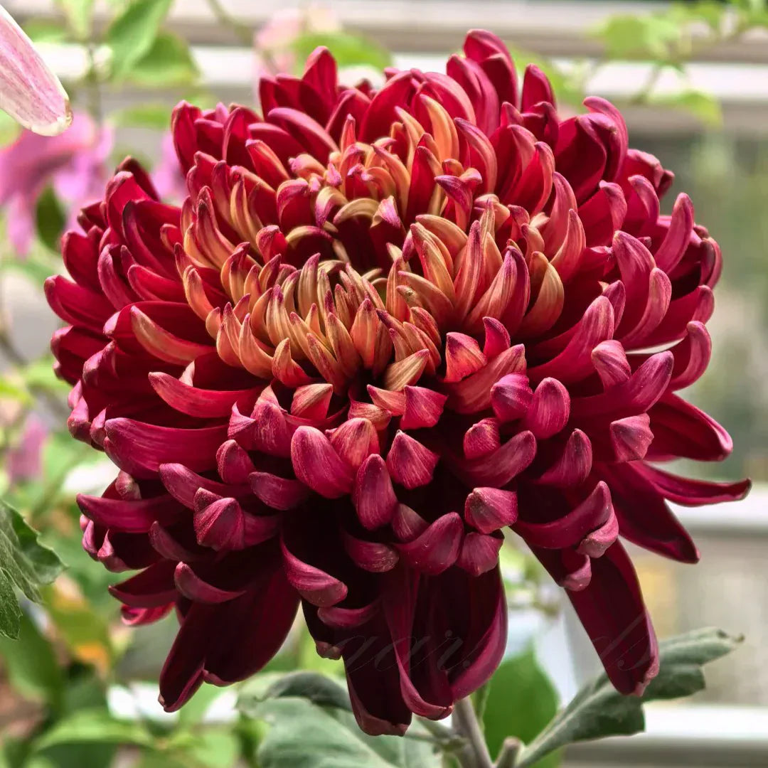 🌺Flor de la Elegancia🌼Semillas de Crisantemo Gigante-ES