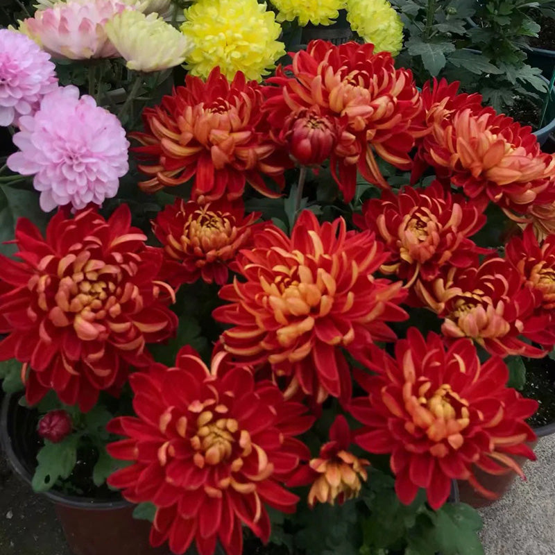 🌺Cvet elegance🌼Semena orjaške krizanteme-SI