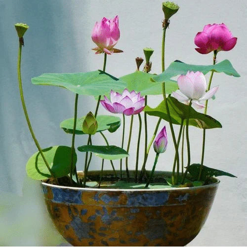 Augstākās kālitas lotus įludu semēnas-LV