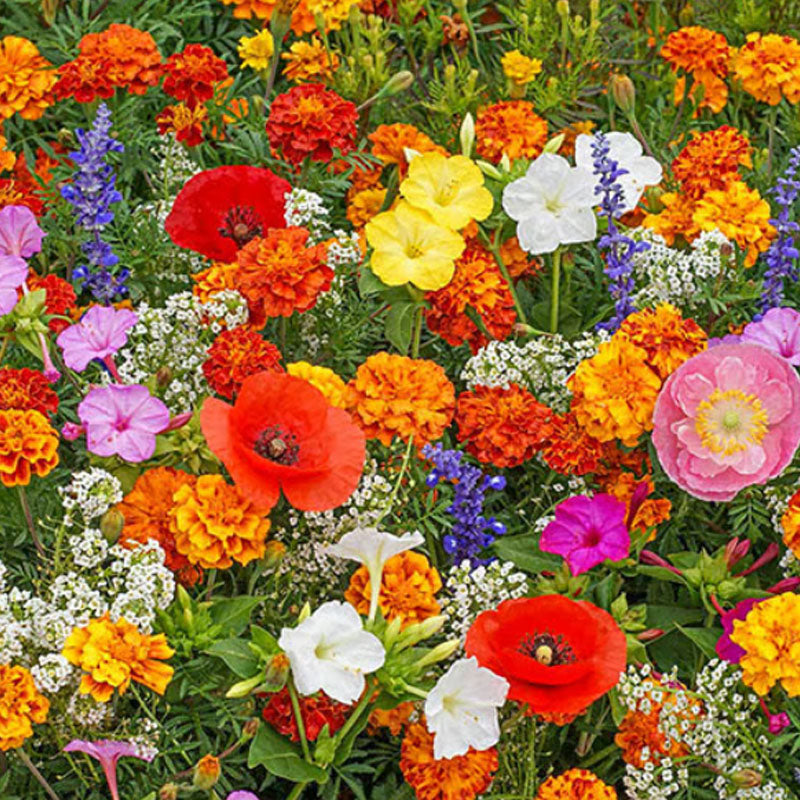 🔥Zadnji dan prodaje💐Mešana semena trajnic - več kot 60 mešanih sort-SI