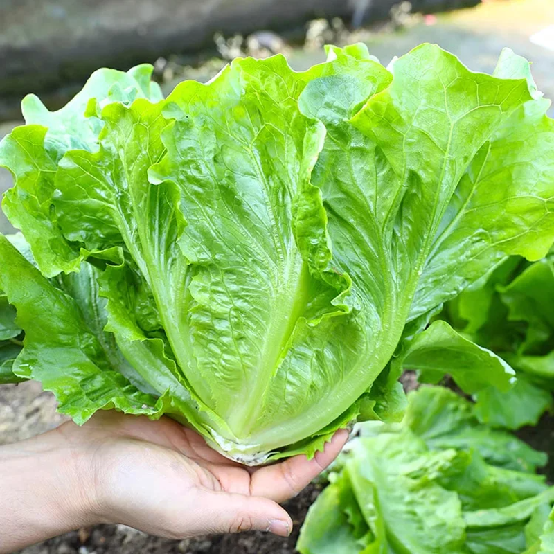 🌱 Καλλιεργήστε το δικό σας ιταλικό μαρούλι από σπόρους – τραγανό, γλυκό και εύκολο στη συγκομιδή-GR