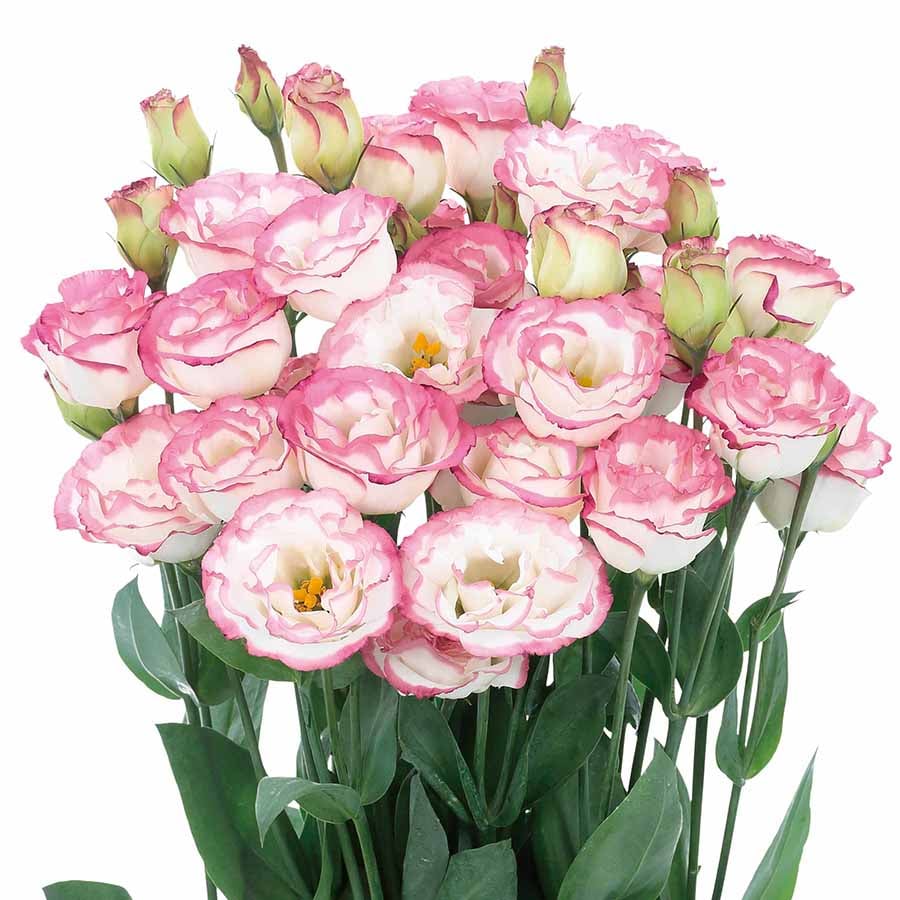 🔥Paskutinė išpardavimo diena💝Eustoma bespygliuočių rožė💐Lisianthus sėklos-LT