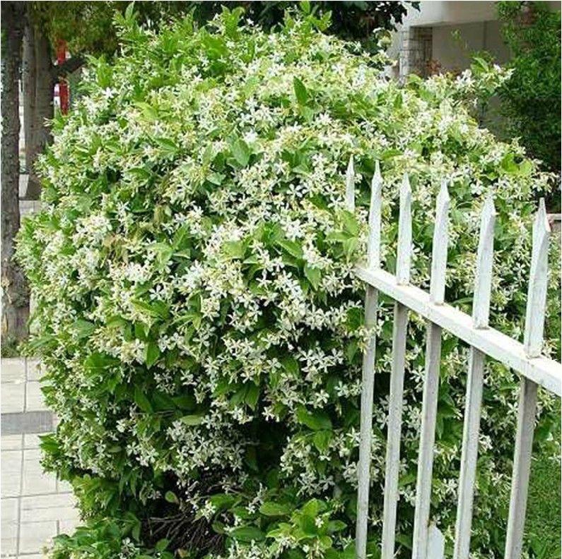 ZADNJI DAN PROMOCIJA 35 % POPUSTA 🌸 Lončnica jasmina (🌱Zagotovljeno preživetje: Brezplačna zamenjava🌿)-SI