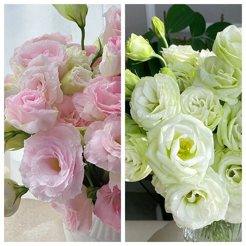 🔥Τελευταία μέρα πώλησης💝Eustoma Thornless Rose💐Σπόροι Lisianthus-GR