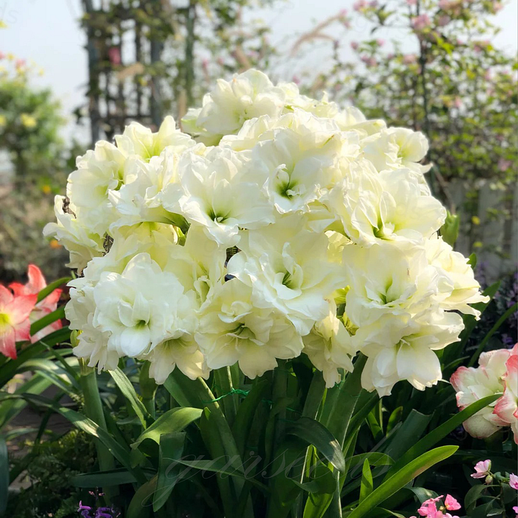 Čebulice amarilisa z dvojnimi cvetovi🌼-SI