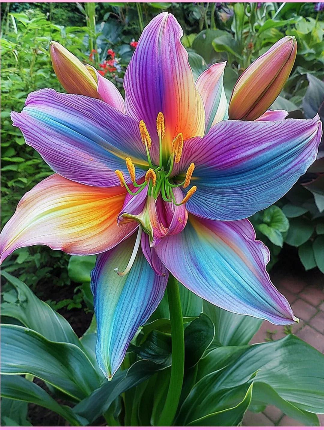 Σπόροι Rainbow Lily – Προσθέστε μια πινελιά χρώματος στον κήπο σας-GR 