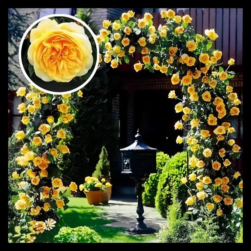 🌺 Laipiojančios rožių sėklos-LT