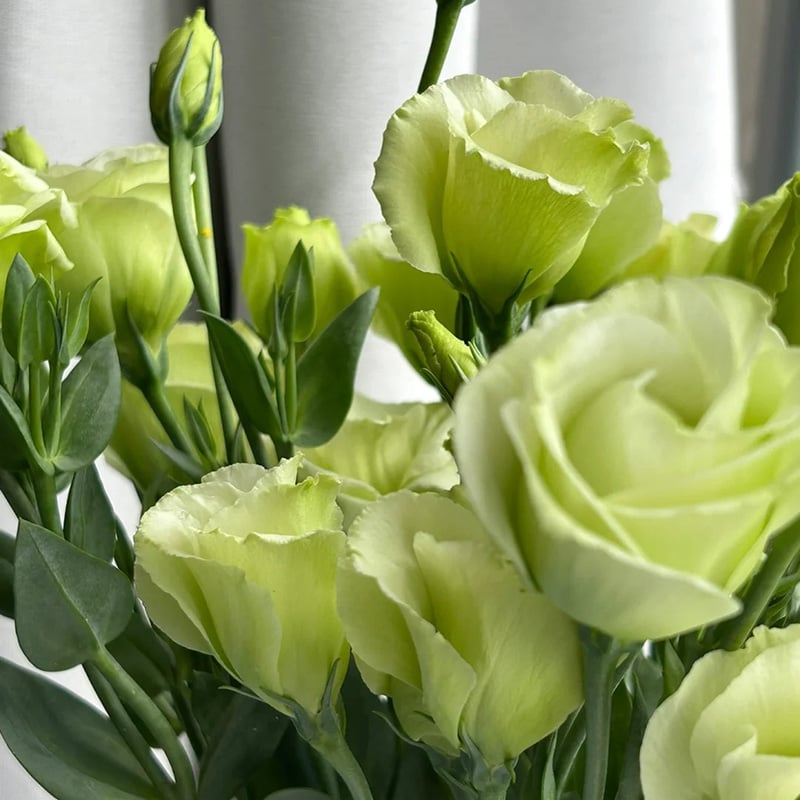 🔥Τελευταία μέρα πώλησης💝Eustoma Thornless Rose💐Σπόροι Lisianthus-GR
