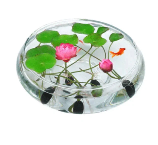 Augstākās kālitas lotus įludu semēnas-LV