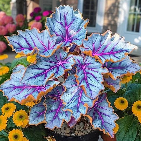 🌿 Barvita semena hoste – kralj sence na vrtu! 🌿-SI