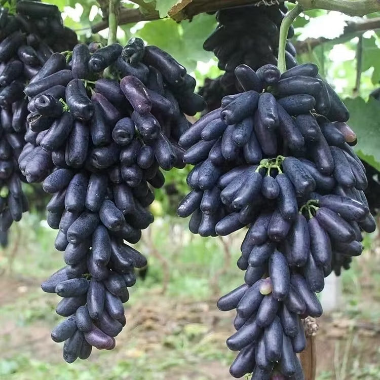 🔥 ZADNJI DAN PROMOCIJA 30% POPUSTA 💜 Sladko safirno grozdje (redke prstne sorte grozdja) 🍇-SI