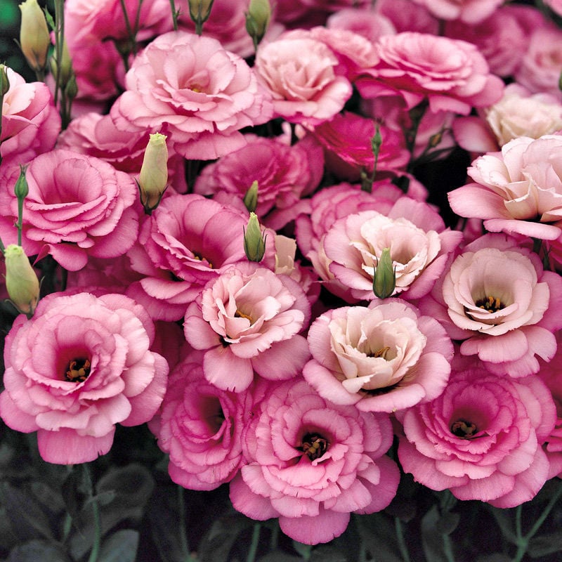 🔥Paskutinė išpardavimo diena💝Eustoma bespygliuočių rožė💐Lisianthus sėklos-LT