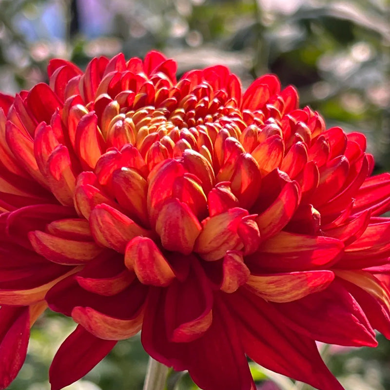 🌺Cvet elegance🌼Semena orjaške krizanteme-SI