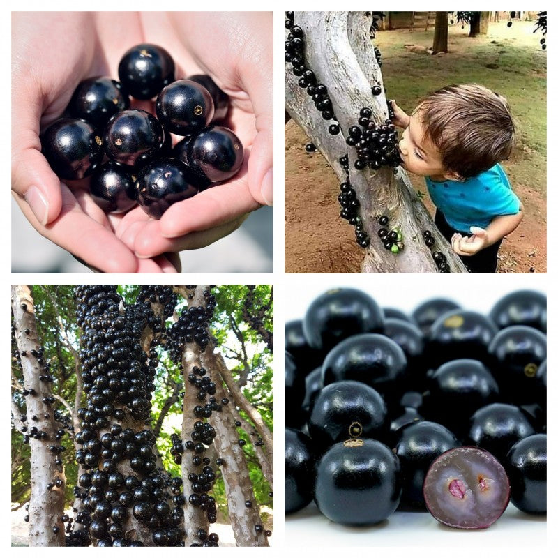 Σπόροι σταφυλιού Jabuticaba-GR