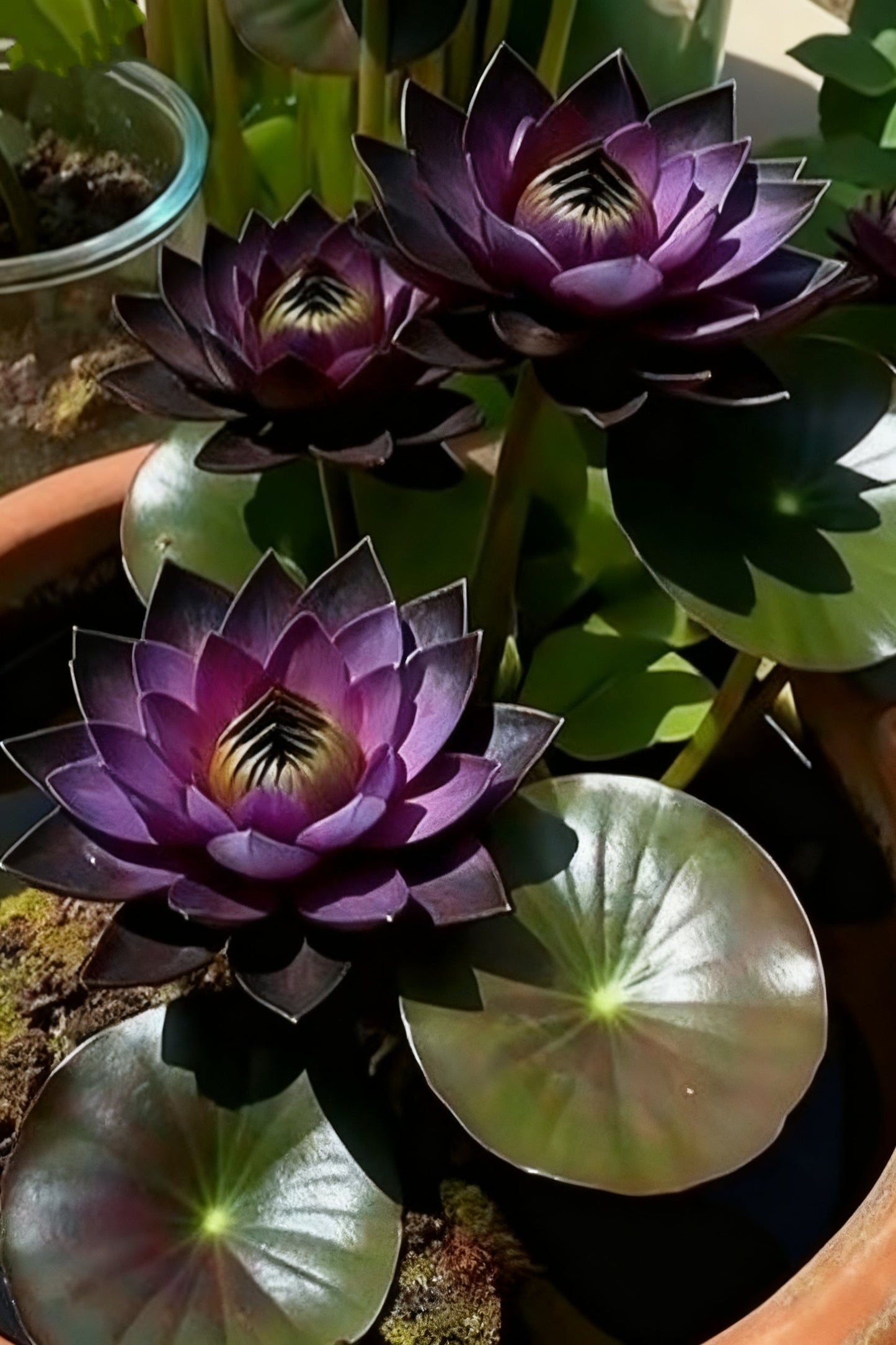 🌌💜 Sjenoviti lotos – rijetka ljepotica u vašem vrtu🌸-HR