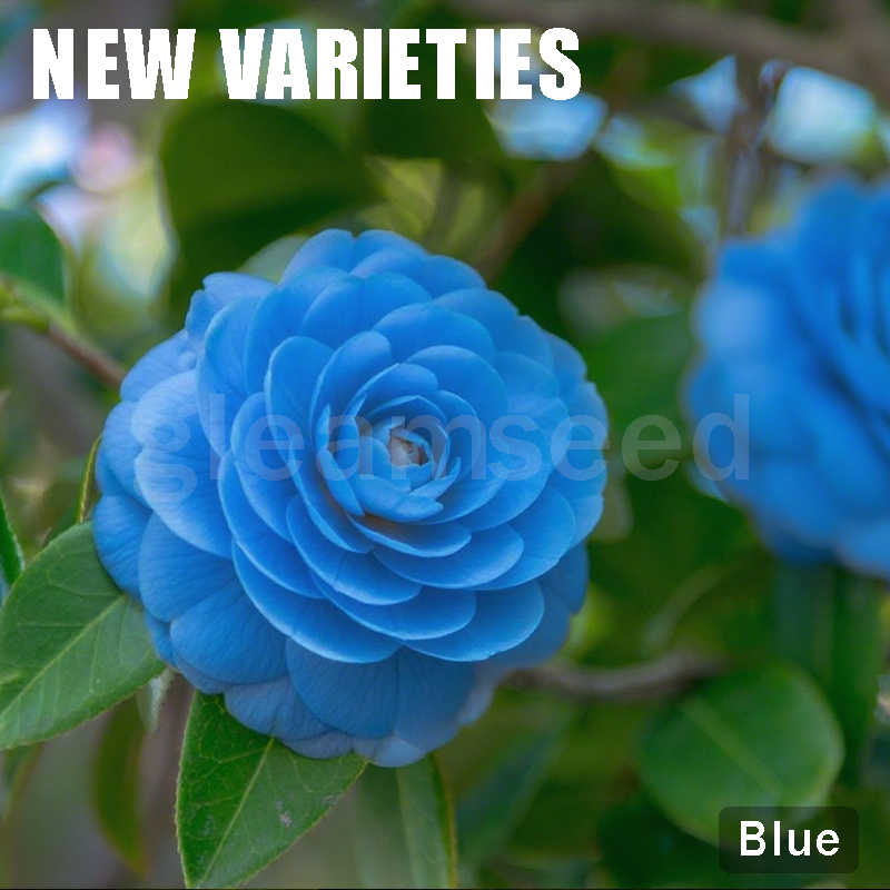 ✨Σπόροι λουλουδιών καμέλιας – 8 ρομαντικά χρώματα, η ομορφιά της χειμερινής ανθοφορίας-GR