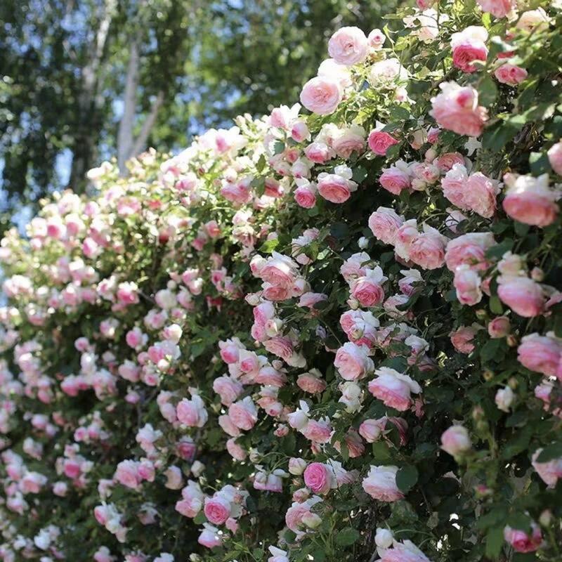 🌺 Laipiojančios rožių sėklos-LT