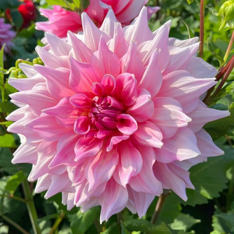 🌸Redke dvojne dalije – edinstvene rože, ki jih nikoli ne najdemo v običajnih vrtovih-SI