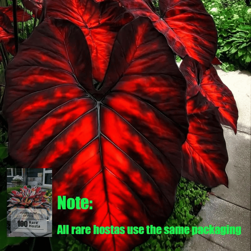 🌿 Redke čebulice hoste🎁 Posebna ponudba 2025-SI