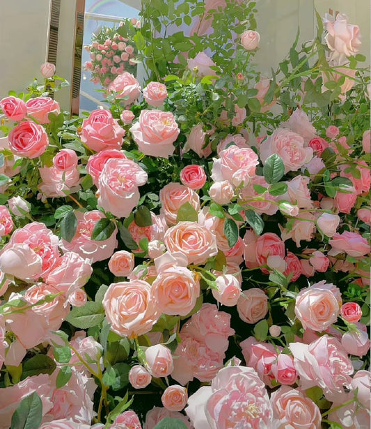 🌺Semena vrtnic vzpenjavka-SI