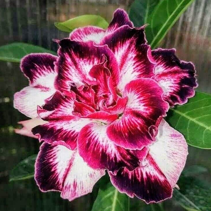 🎁Dykumos rožių svogūnėliai🌵Labai lengva prižiūrėti! 🌸Adenium Obesum svogūnėliai-LT