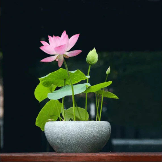 Augstākās kālitas lotus įludu semēnas-LV