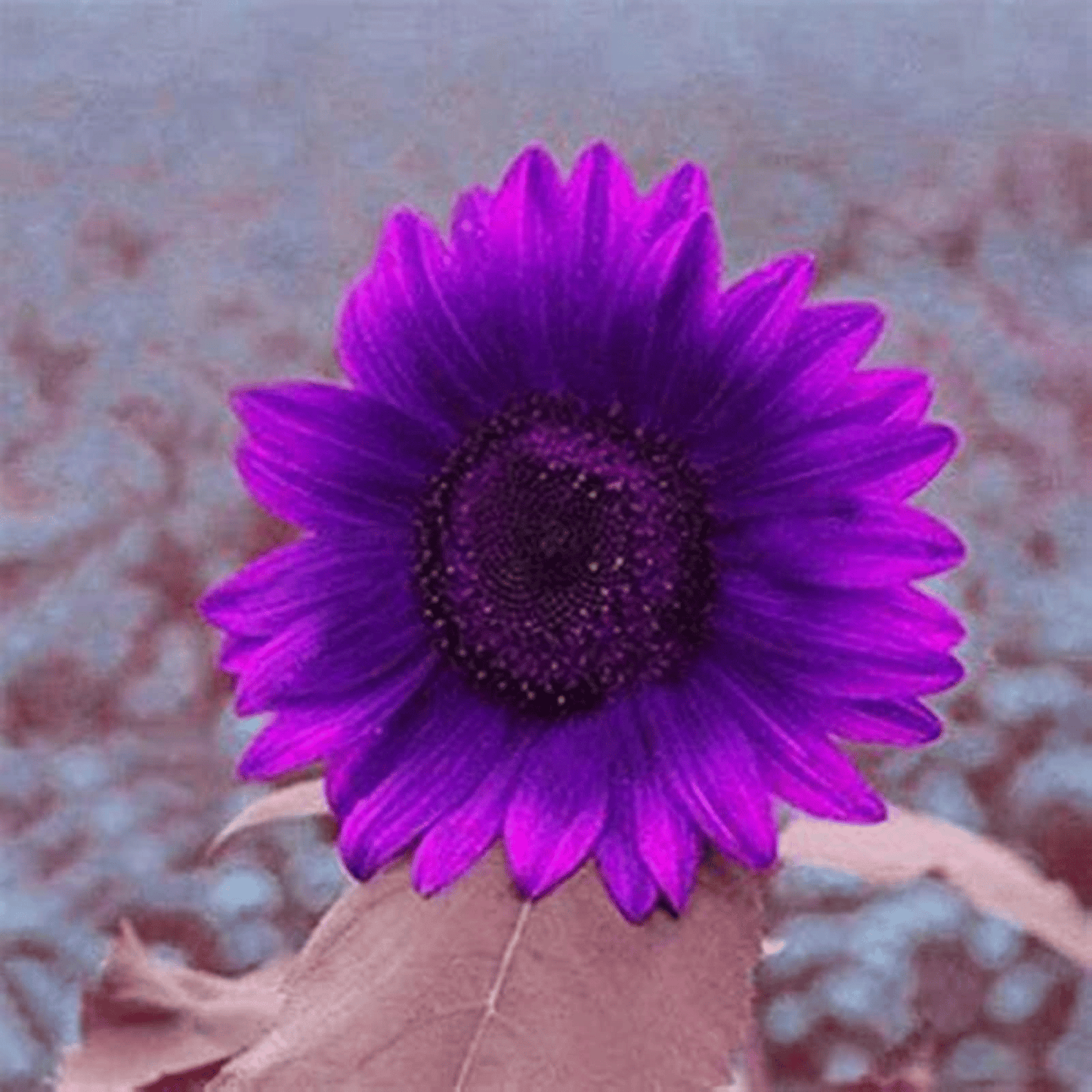 💜Retų saulėgrąžų augalų sodas - milžiniškos violetinės saulėgrąžų sėklos-LT