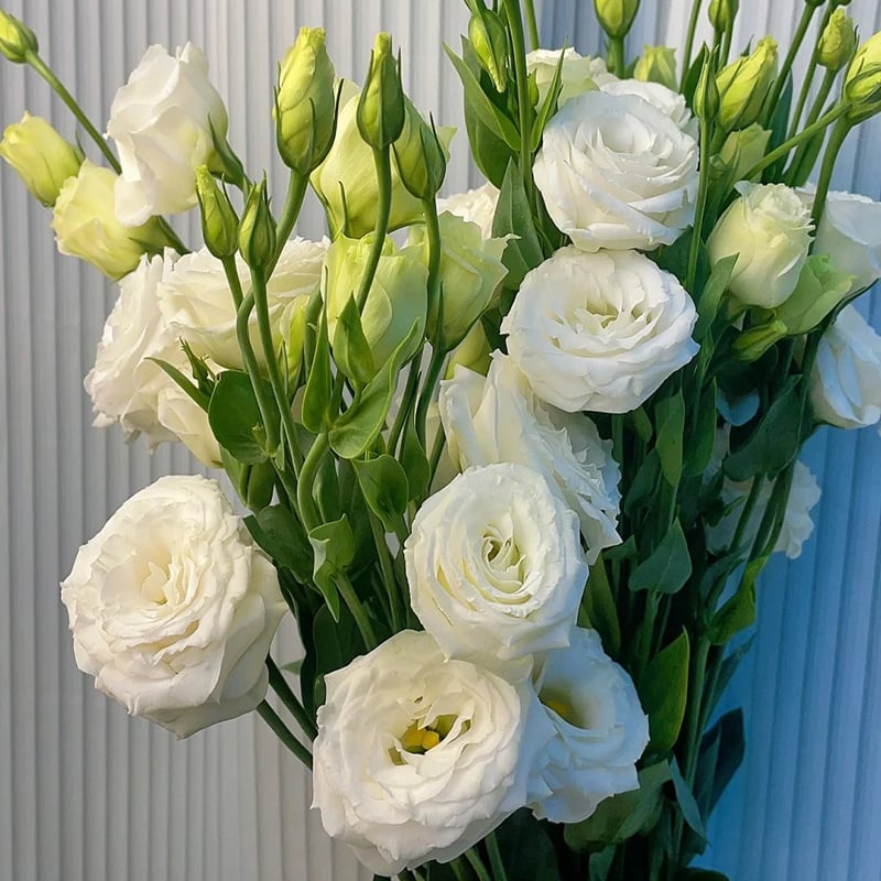 🔥Τελευταία μέρα πώλησης💝Eustoma Thornless Rose💐Σπόροι Lisianthus-GR