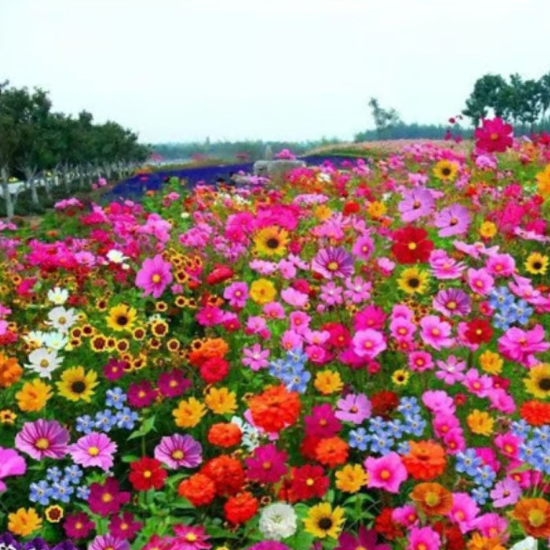 🔥Zadnji dan prodaje💐Mešana semena trajnic - več kot 60 mešanih sort-SI