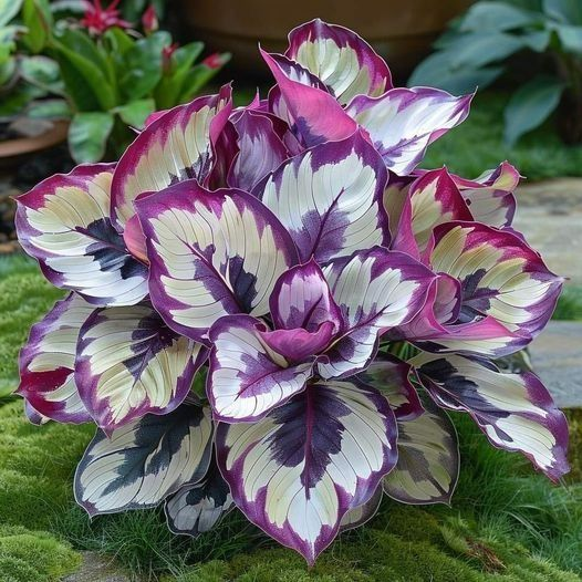 🌿 Barvita semena hoste – kralj sence na vrtu! 🌿-SI