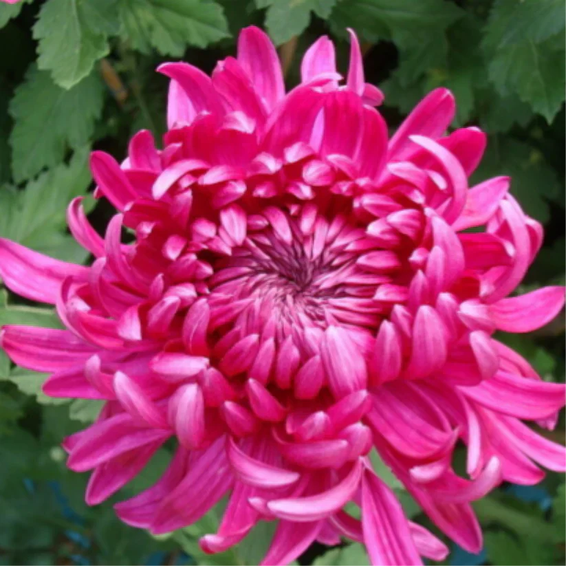 🌺Elegances zieds🌼Milzu krizantēmu sēklas-LV
