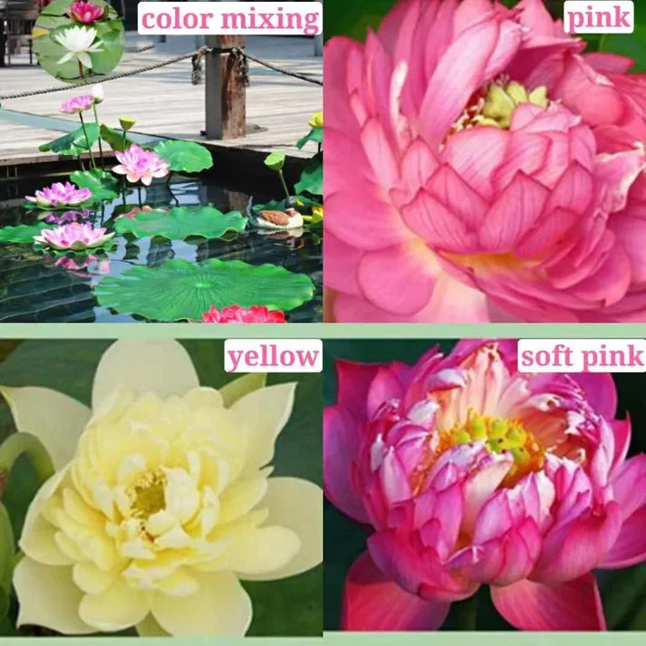 Augstākās kālitas lotus įludu semēnas-LV
