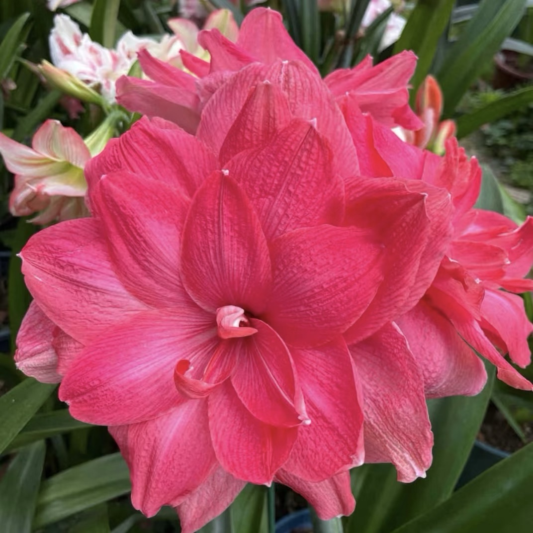 Čebulice amarilisa z dvojnimi cvetovi🌼-SI