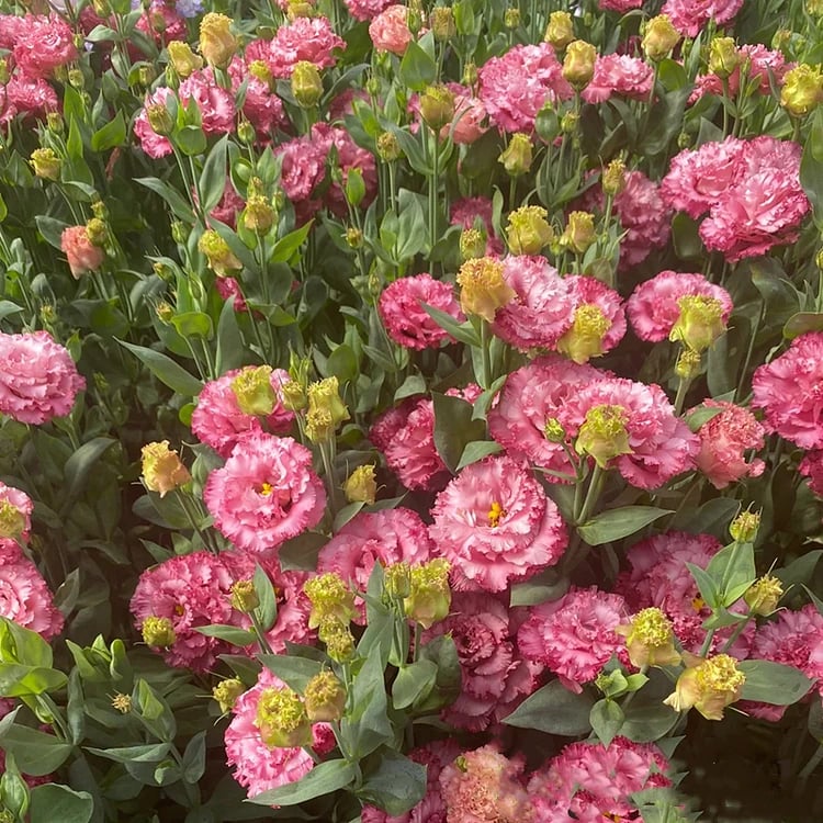 🔥Zadnji dan prodaje💝Eustoma Thornless Rose💐Semena Lisianthusa-SI