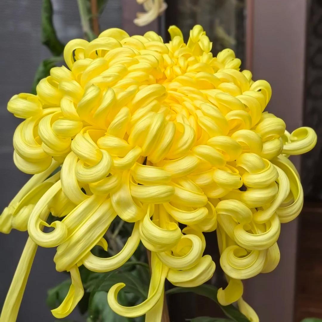 🌺Cvijet elegancije🌼Sjemenke divovskog krizanteme-HR