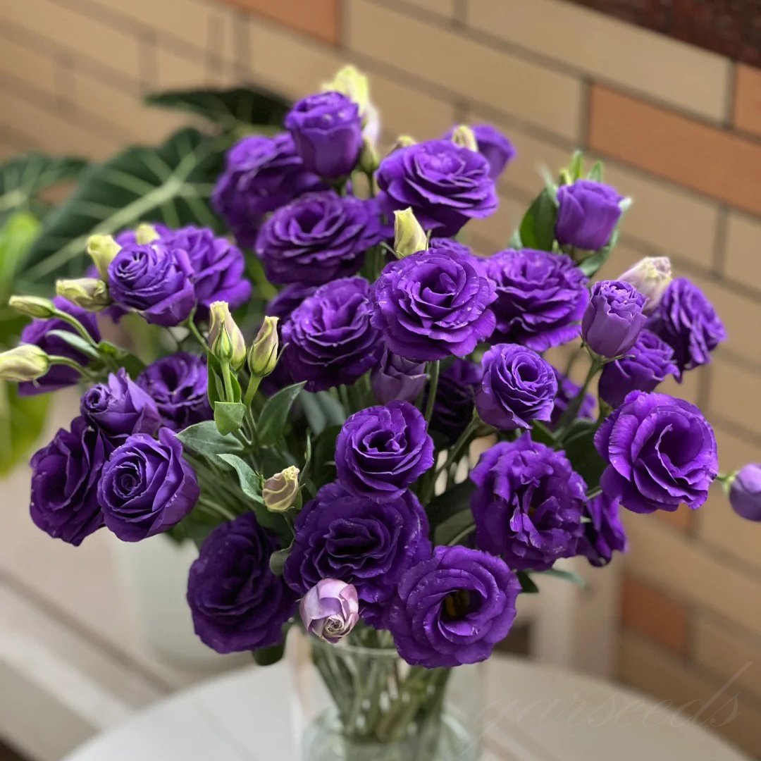 🔥Paskutinė išpardavimo diena💝Eustoma bespygliuočių rožė💐Lisianthus sėklos-LT