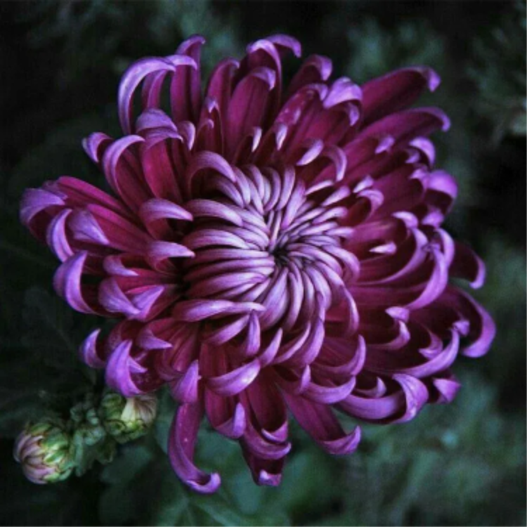 🌺Cvet elegance🌼Semena orjaške krizanteme-SI