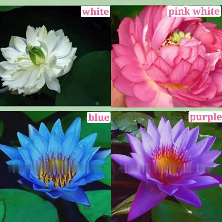 Augstākās kālitas lotus įludu semēnas-LV