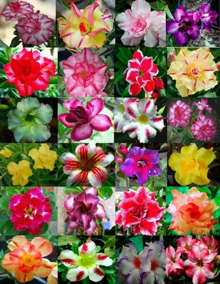 🔥Vzgojite puščavsko kraljico – zdaj po znižani ceni!🎁 😍Rada cveti, dolgo cveti 🌵 Puščavska vrtnica-SI