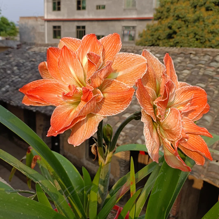 Čebulice amarilisa z dvojnimi cvetovi🌼-SI