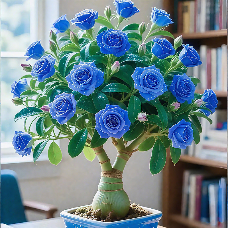 🌵🌺Čebulice puščavskih vrtnic-SI