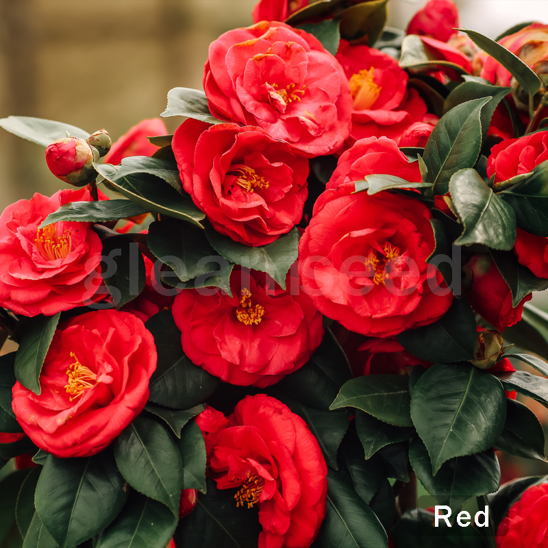 ✨Kamelijų sėklos – 8 romantiškos spalvos, žiemos žydėjimo grožis-LT