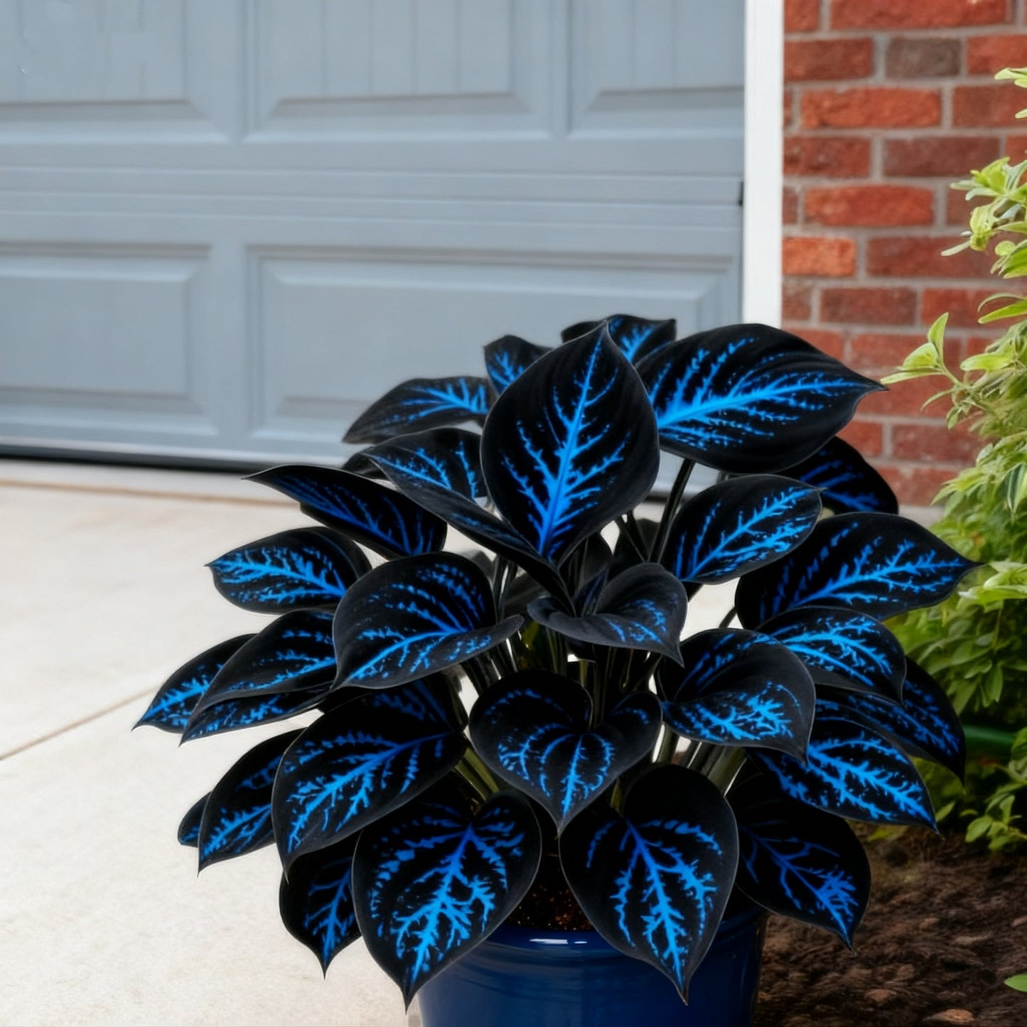 🌈🔥 Χόστα με Φλόγες Ουράνιου Τόξου Περιορισμένης Έκδοσης - Σπάνιο Πολύχρωμο Φύλλωμα, Αποκλειστικά στο Κατάστημά μας 🌸-GR